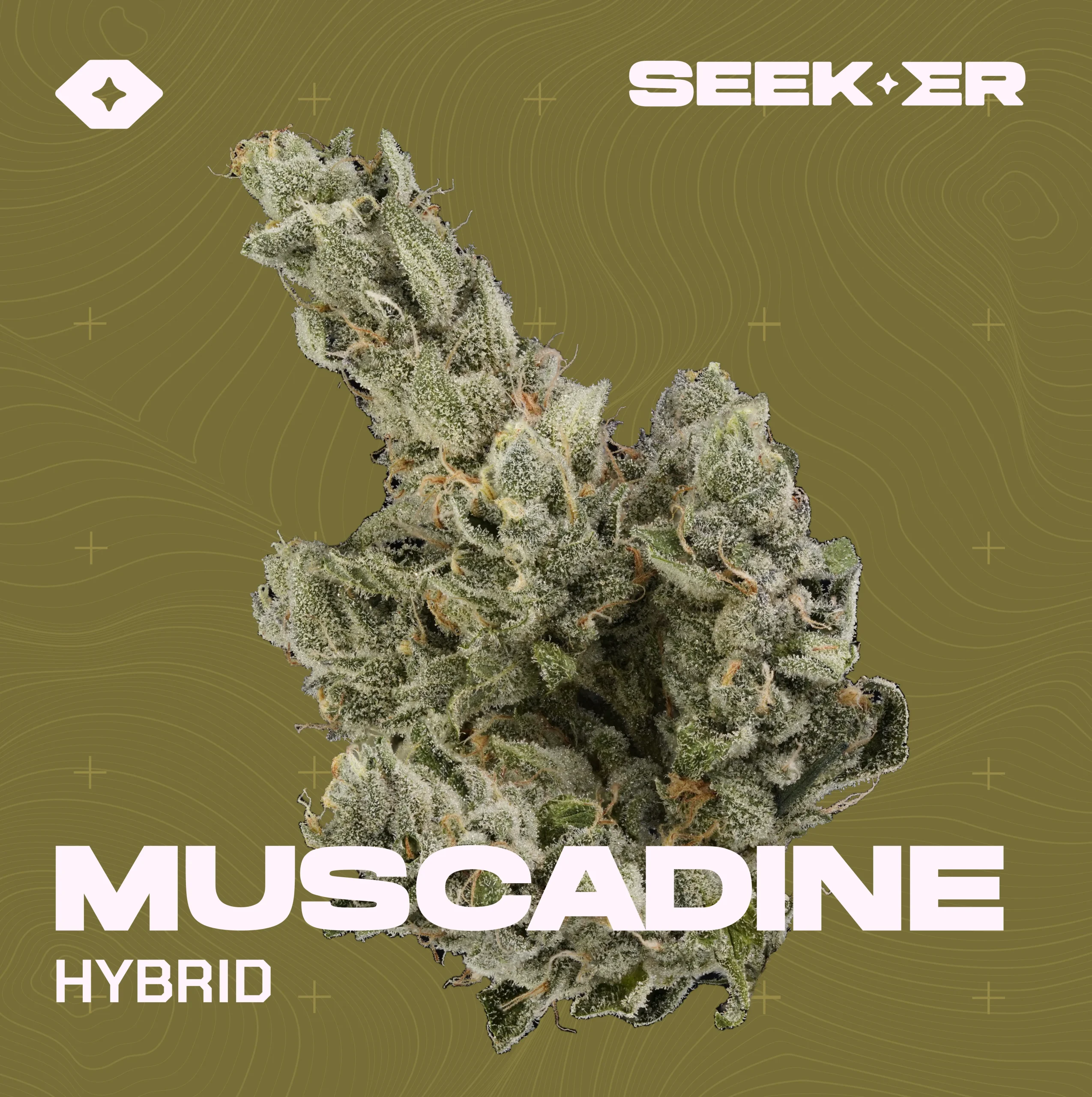 Muscadine strain