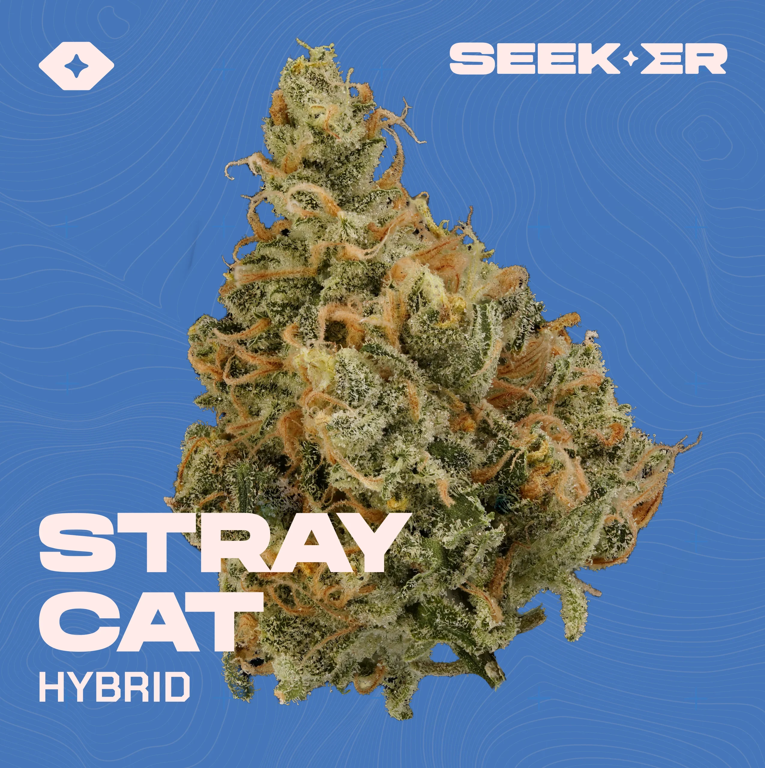 Stray Cat strain