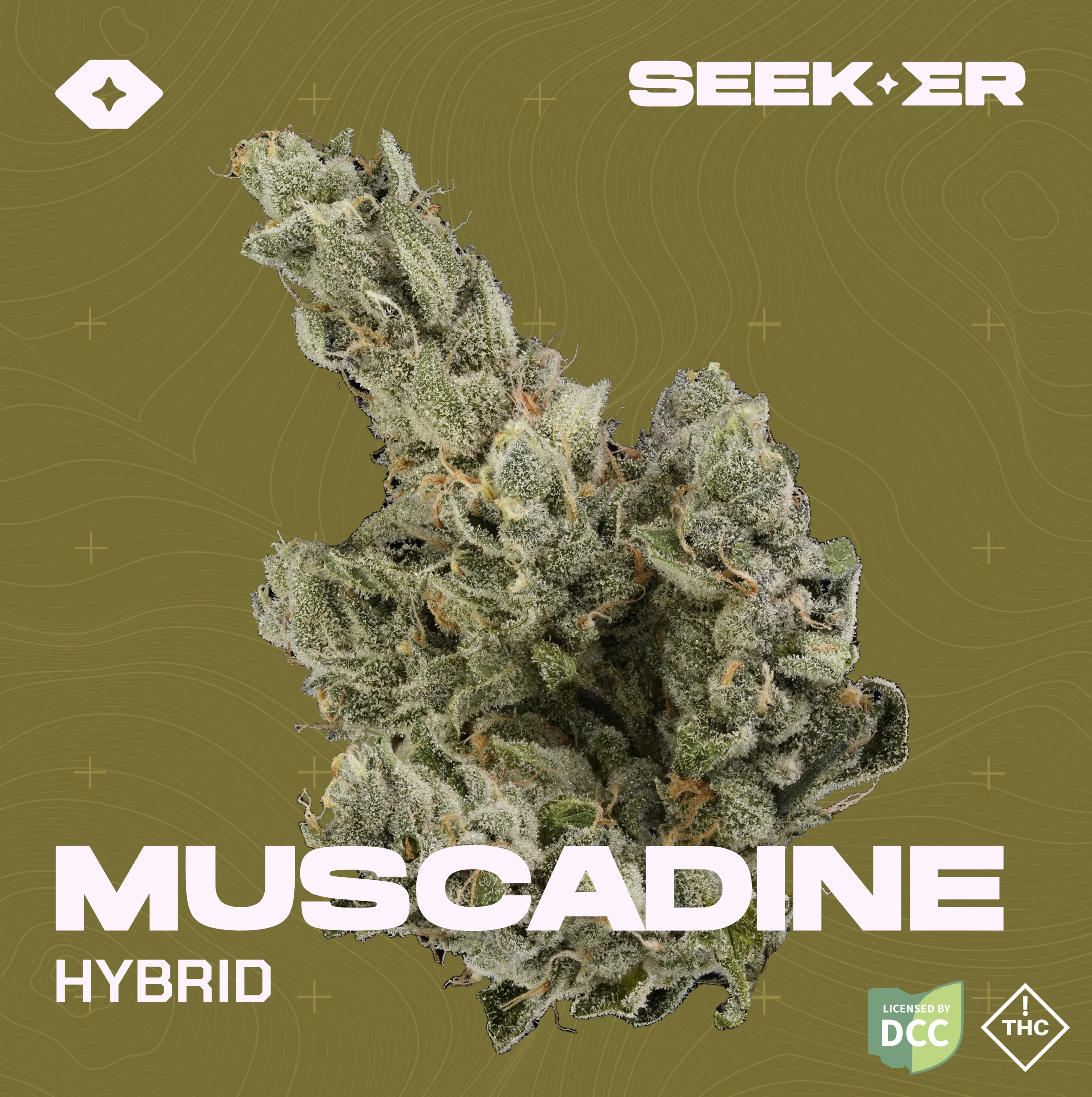 Muscadine strain