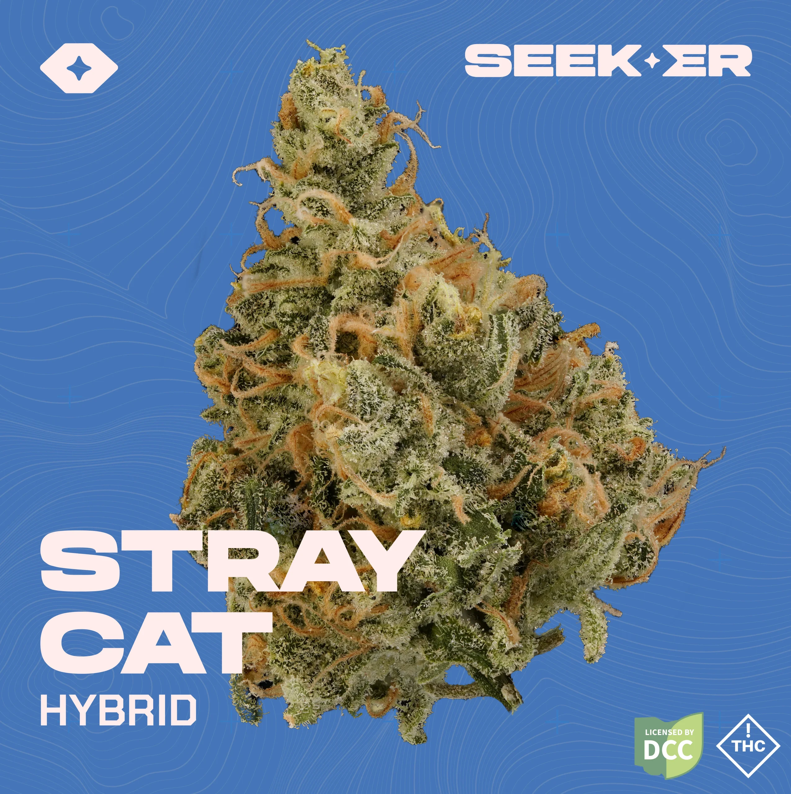 Stray Cat strain