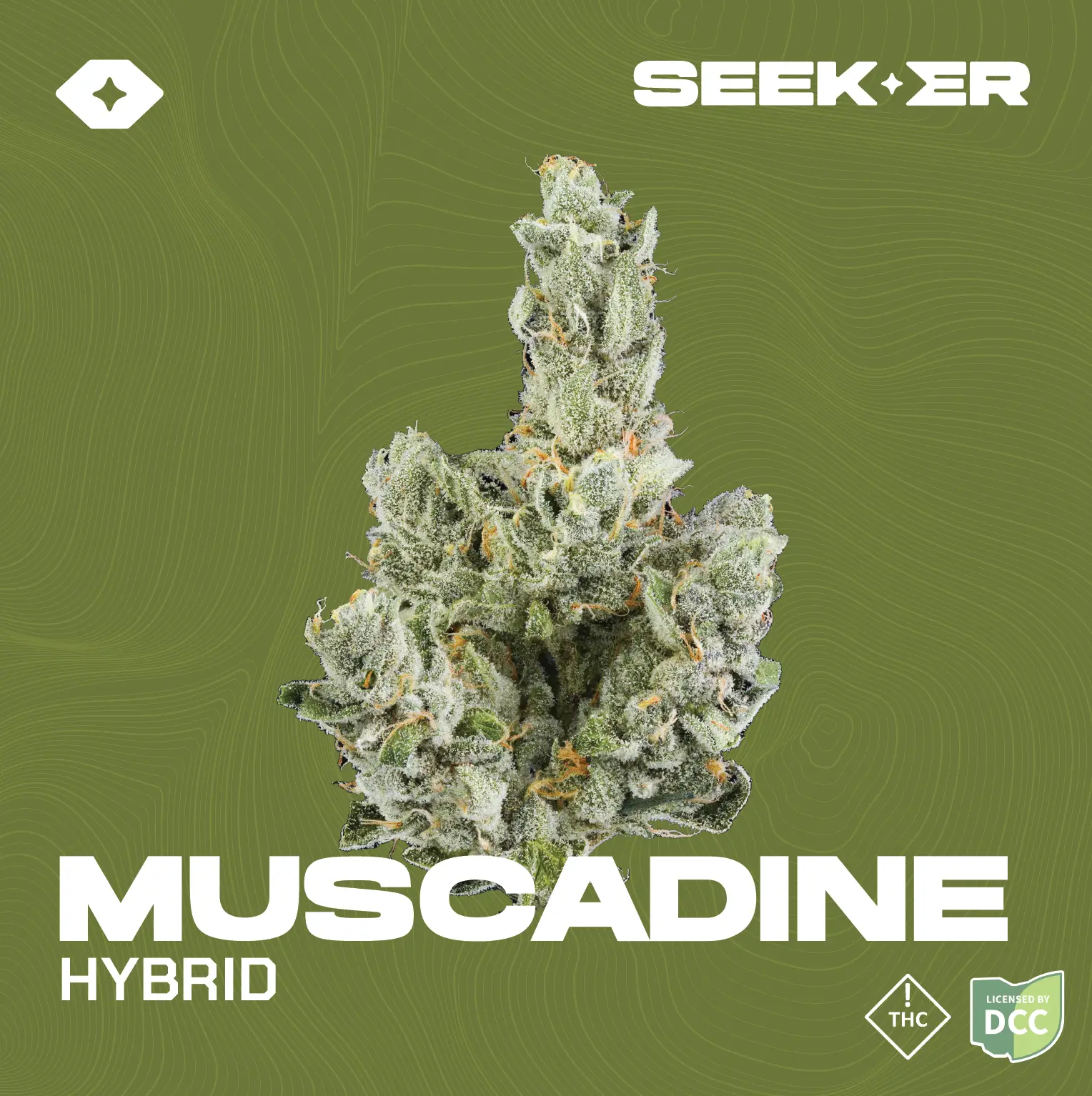 Muscadine strain